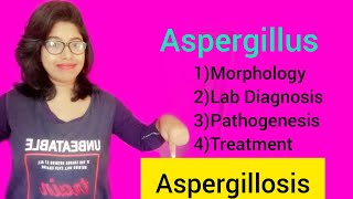 Aspergillosis Aspergillus Morphology Lab Diagnosis amp Pathogenesis amp Treatment [upl. by Aidile913]