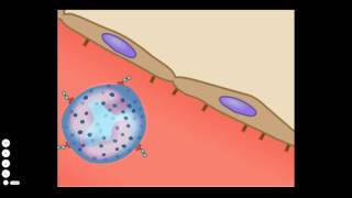 The Basic Inflammatory Response [upl. by Ij]