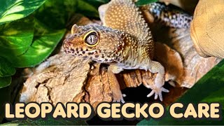 Everything You Need to Know About Leopard Gecko Care [upl. by Namhar]