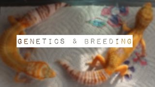 Basic Guide To Leopard Gecko Genetics amp Breeding [upl. by Ylen]