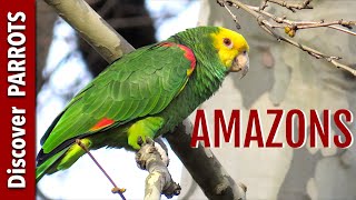 Amazon Parrots Wild in Germany  Discover PARROTS [upl. by Atiloj35]