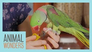 Keeping Your Parrot Clean  Bird Hygiene [upl. by Gaughan271]