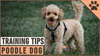 How To Train A Poodle  Dog World [upl. by Barthel]