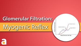 Glomerular Filtration Myogenic Reflex Autoregulation [upl. by Olenolin330]