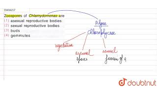 Zoospores of chlamydomonas are [upl. by Cathyleen]