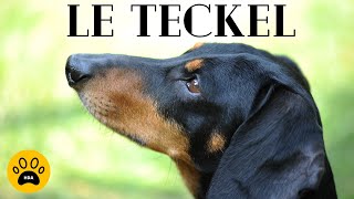 le Chien Teckel 👉 Caractère  Santé  Entretien  Alimentation [upl. by Eynttirb]