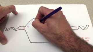 DNA Replication at the replication fork [upl. by Atima377]