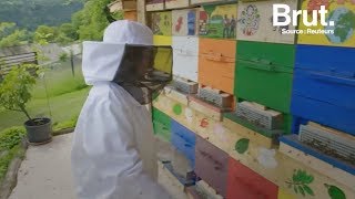 La Slovénie est un paradis pour les abeilles [upl. by Enelez736]