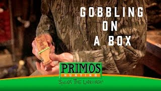 Learn How to Gobble on a Box Call [upl. by Cathi631]