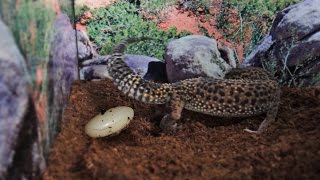 10 Signs A Gecko Will Lay An Egg [upl. by Stedt]