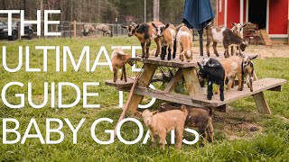 The ULTIMATE Baby Goat Guide [upl. by Marcelo]