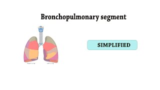 brochopulmonary segments [upl. by Mallen]