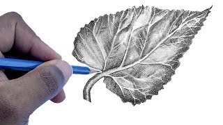 How To Draw A Leaf  Step by Step For Beginners [upl. by Bick]