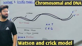 Watson and crick model of DNA  Class 12 Biology [upl. by Carli]