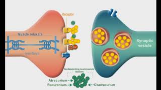 Autonomic Nervous system animation Neuromuscular Junction Blockers [upl. by Awahsoj]