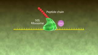 Mechanism of Action Macrolides [upl. by Dacie]