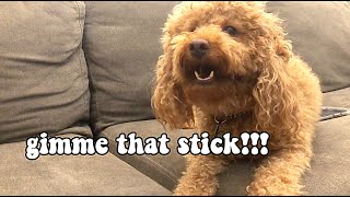 Miniature poodle barking GIMME THAT STICK funny [upl. by Ciardap356]