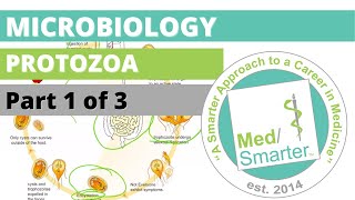 Protozoa  Microbiology  USMLE STEP 1  Part 1 of 3 [upl. by Sybilla]