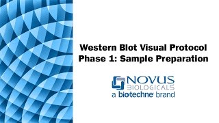 Western Blot Visual Protocol Phase 1 Sample Preparation [upl. by Aikan613]