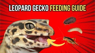 Leopard Gecko Feeding Tips [upl. by Haynes]