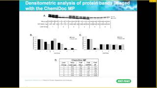 Reliable Quantification of Western Blot Data [upl. by Ardnaeel]