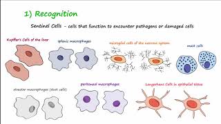 The Inflammatory Response [upl. by Mcgrody]