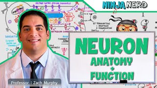 Neurology  Neuron Anatomy amp Function [upl. by Aitra682]