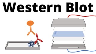 Western Blot  Protein Immunoblot explained [upl. by Euqnimod]