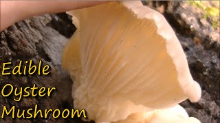 How to Identify Oyster Mushrooms [upl. by Ylelhsa]