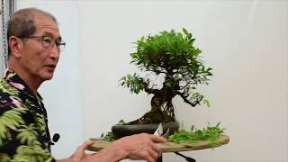 How to care for Ficus Bonsai [upl. by Pisarik]