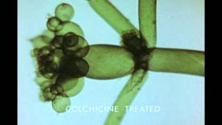 11 Growth and Morphogenesis of a Plant Cell Nitella axillaris [upl. by Lleddaw]