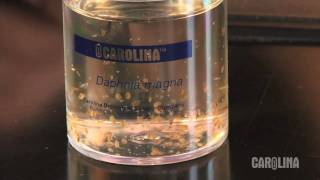 How to Care for Daphnia [upl. by Milde]