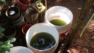 How to grow Green Water Algae [upl. by Ycat]