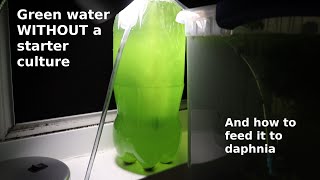 Green Water WITHOUT a Starter Culture  From Scratch  How To [upl. by Korff789]