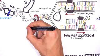 Pharmacology  Chemotherapy agents MOA Alkalating antimetabolites topoisomerase antimitotic [upl. by Krischer]