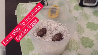 How To Incubate Leopard Gecko Eggs Simplest Way [upl. by Virginie]