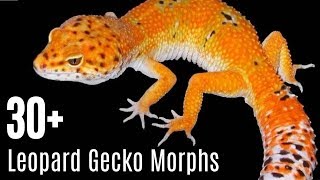 Leopard Gecko Morphs [upl. by Drusus442]