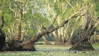 Tour Australia Kakadu National Park [upl. by Acimaj]