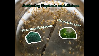 How To Culture Daphnia and Moinas using Green Water Spirulina powder [upl. by Matthaeus]