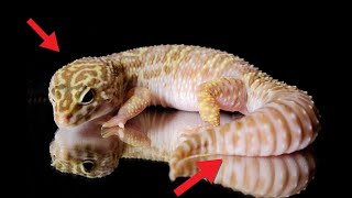 Leopard Gecko Body Language [upl. by Fugere644]