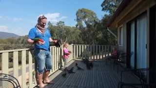 Hand Feeding Wild Australian Parrots [upl. by Emelyne]