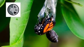 The life of Monarch Butterfly [upl. by Gelasius]