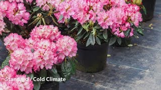 How to Grow Rhododendrons  Mitre 10 Easy As Garden [upl. by Kimball]