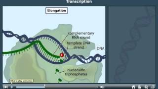 Transcription Animation [upl. by Telrats946]