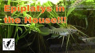 Epiplatys Killifish  Little Torpedoes [upl. by Enneite]