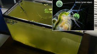 Raising Daphnia for the Freshwater Aquarium [upl. by Conway]