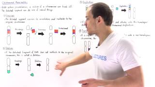 Chromosomal Deletion Inversion Duplication and Translocation [upl. by Ahsital]