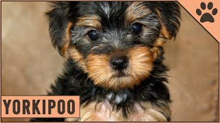 Yorkipoo  Yorkshire  Toy Poodle Mix [upl. by Adnyleb]