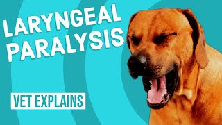 Laryngeal Paralysis in Dogs [upl. by Nita949]