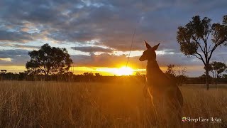 Gentle Relaxing Meditation Music • Beautiful Nature Australia Instant Calm Amazing Australia ★ 84 [upl. by Mahda]